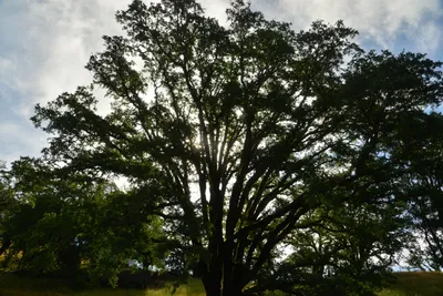 DSC_6784 (Large).JPG